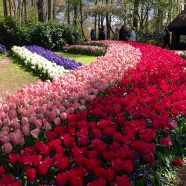 Keukenhof Amsterdam Tulip Garden
