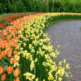 Keukenhof Amsterdam Tulip Garden
